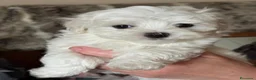 Bichón Maltés perros en venta: BICHON MALTÉS - Anuncio 3