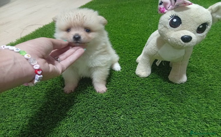 Pomerania perros - Propaganda 1