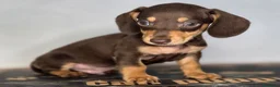 Teckel Miniatura perros en venta: Teckel chocolate inigualables  - Anuncio 4