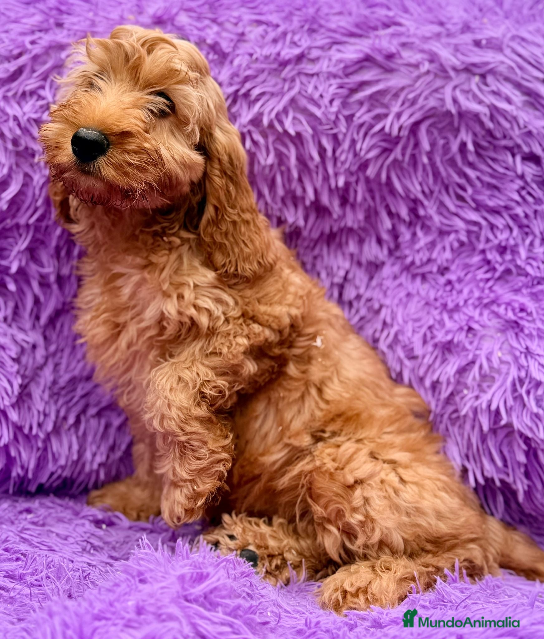 Cockapoo perros Cockapoo roja  - Anuncio 1
