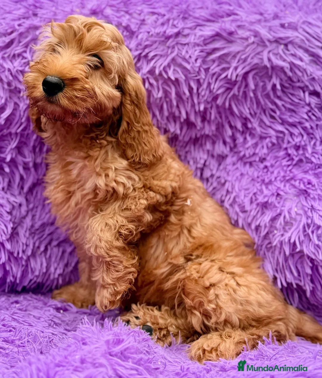 Cockapoo perros en venta: Cockapoo roja  - Anuncio 1