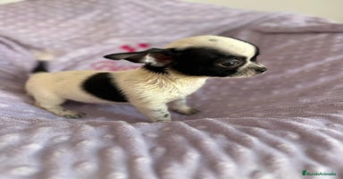 Chihuahua perros - Anuncio 3
