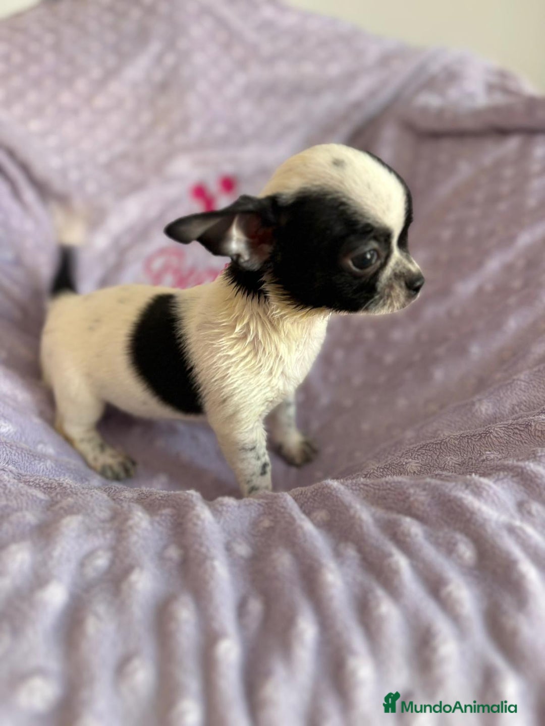Chihuahua perros en venta: Chihuahua mini toy - Imagen 2