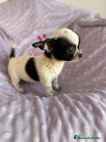 Chihuahua perros - Anuncio 1