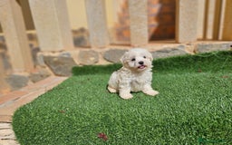 Bichón Maltés perros en venta: Espectaculares cachorritos de bichón maltés - Imagen 1