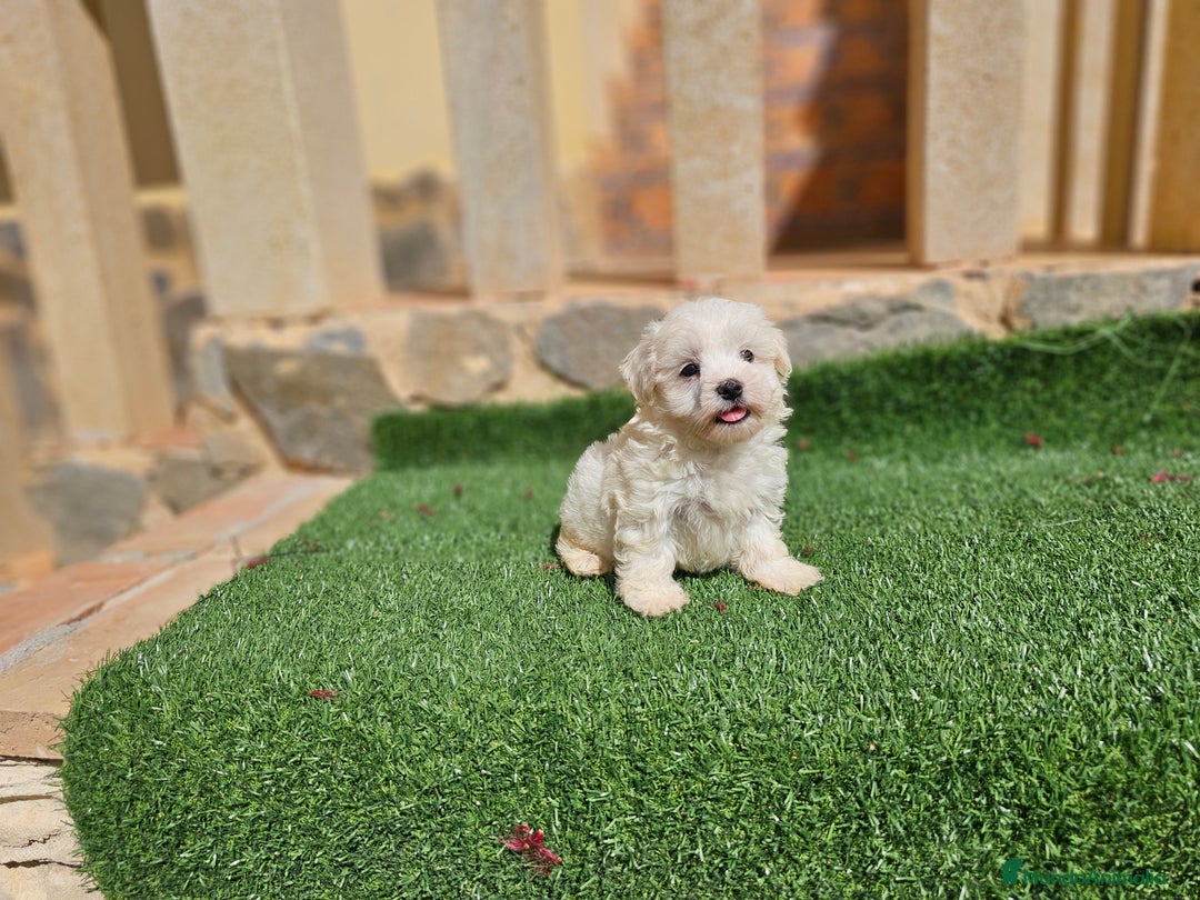 Bichón Maltés perros en venta: Espectaculares cachorritos de bichón maltés - Imagen 1