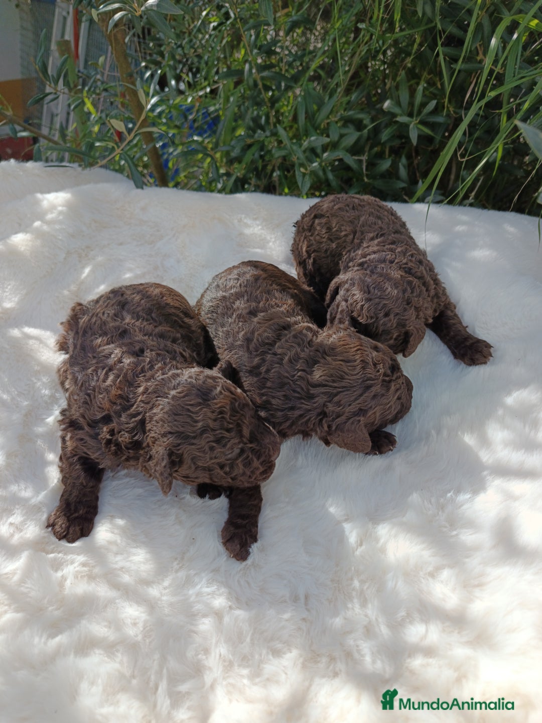 Perro de Agua Español perros en venta: Perro de agua  - Anuncio 1