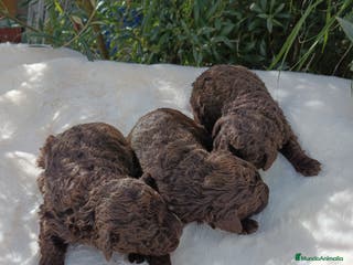 Perro de Agua Español perros Perro de agua - Anuncio 2