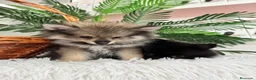 Pomerania perros en venta: POMERANIA  - Anuncio 25