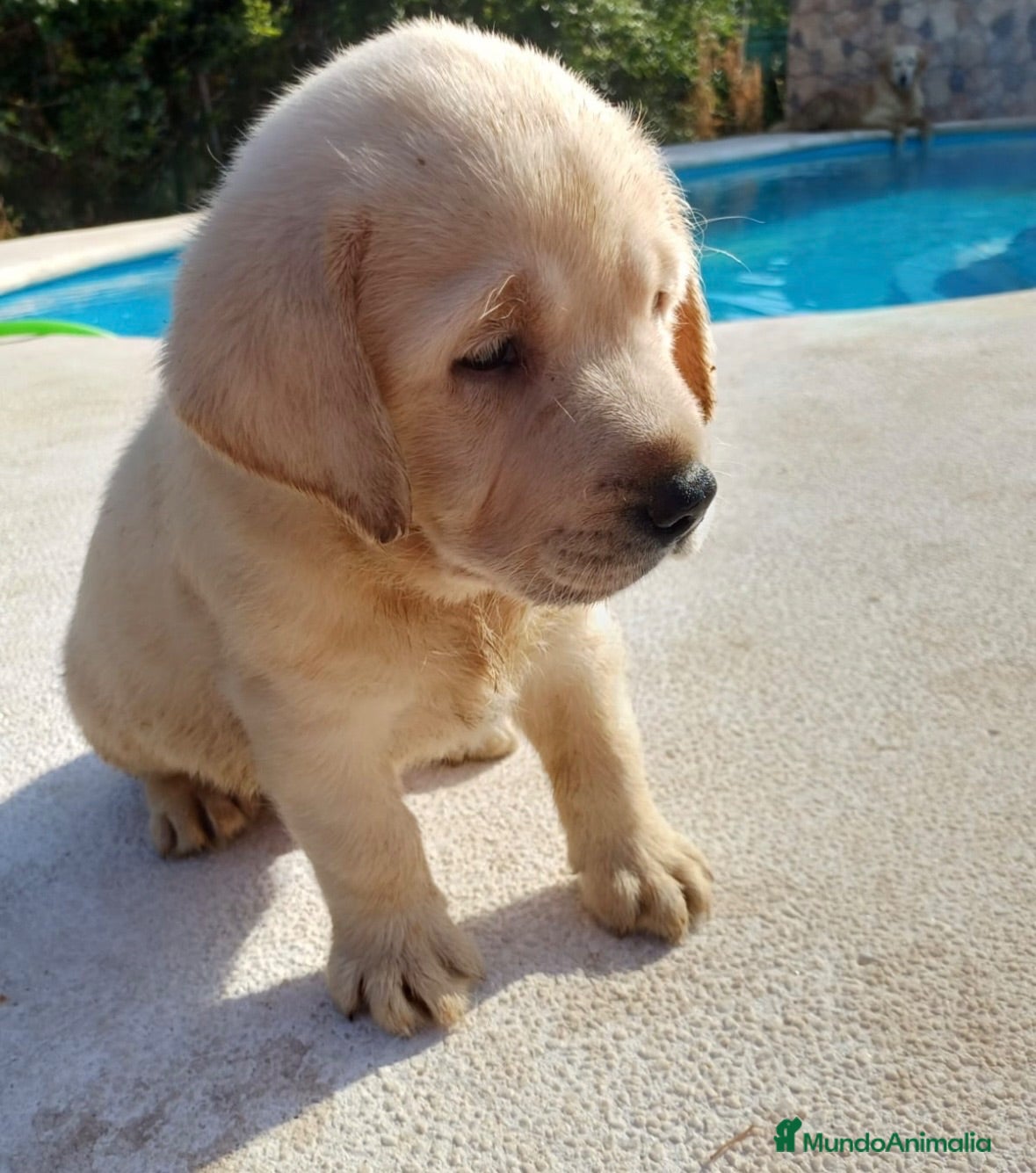 Labrador Retriever perros Labrador retriever dorados🐶🐾 - Anuncio 1