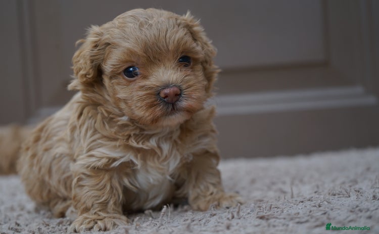 Maltipoo perros - Propaganda 1