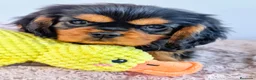 Cavalier King Charles Spaniel perros en venta: Cachorros negro fuego y ruby - Anuncio 4
