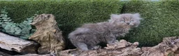 Persa gatos en venta: Gatos persas - Anuncio 2