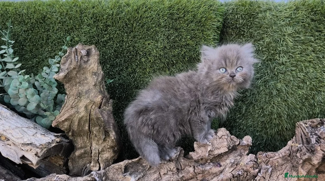 Persa gatos en venta: Gatos persas - Anuncio 2