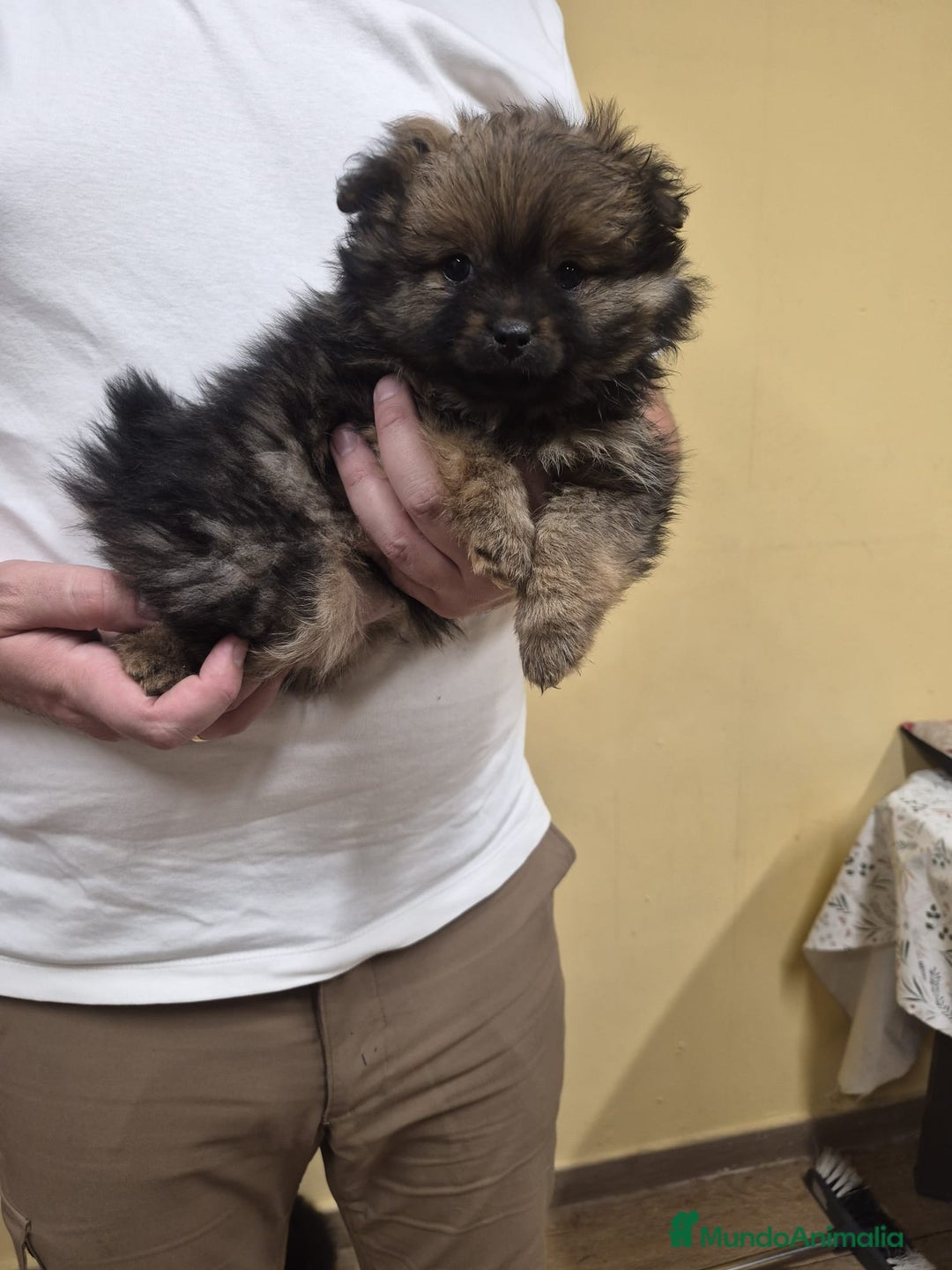 Pomerania perros en venta: LULU POMERANIA EXCLUSIVO  - Anuncio 4