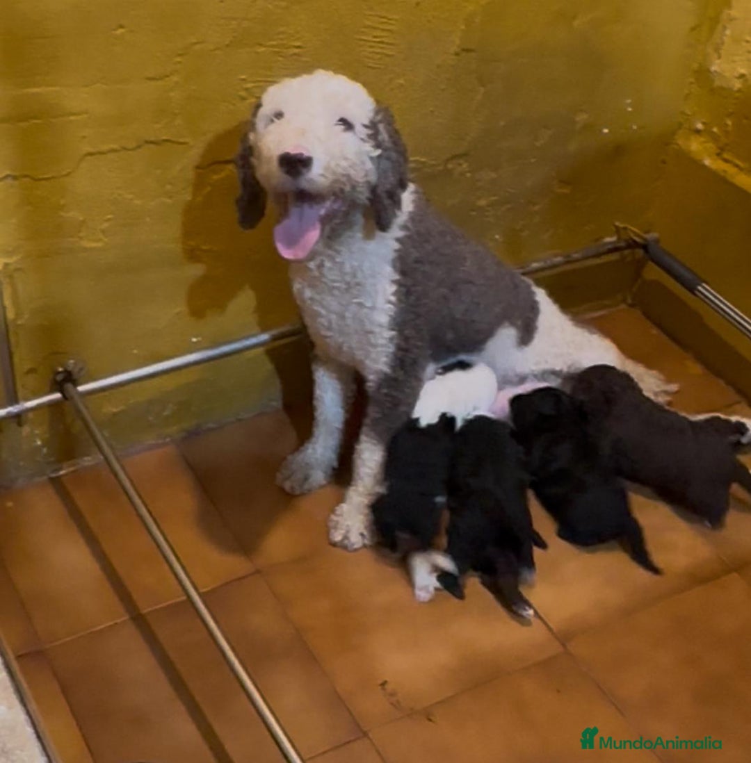 Perro de Agua Español perros en venta: Cachorros perro de agua Español en Granada  - Imagen 5