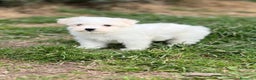 Bichón Maltés perros en venta: Bichon maltés toy  en Barcelona - Anuncio 3