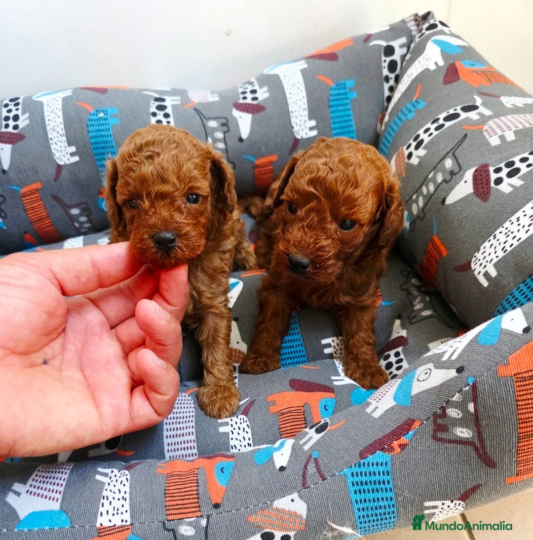 Caniche Toy perros DISPONIBLE CANICHE MACHO YOY ROJO  - Anuncio 1