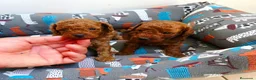 Caniche Toy perros en venta: DISPONIBLE CANICHE MACHO YOY ROJO  - Anuncio 1