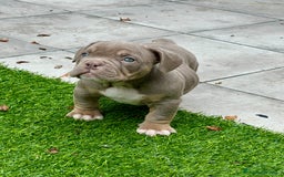 American Bully perros en venta: American bully bebés preciosos - Imagen 26
