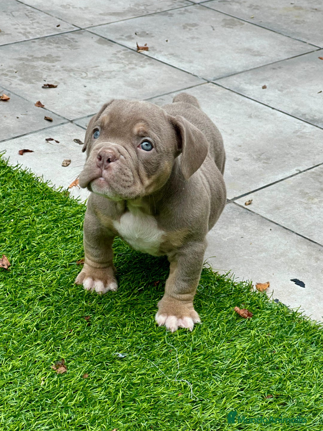 American Bully perros en venta: American bully bebés preciosos - Imagen 26