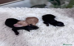 Caniche Toy perros en venta: CANICHE TOY HEMBRAS - Imagen 2