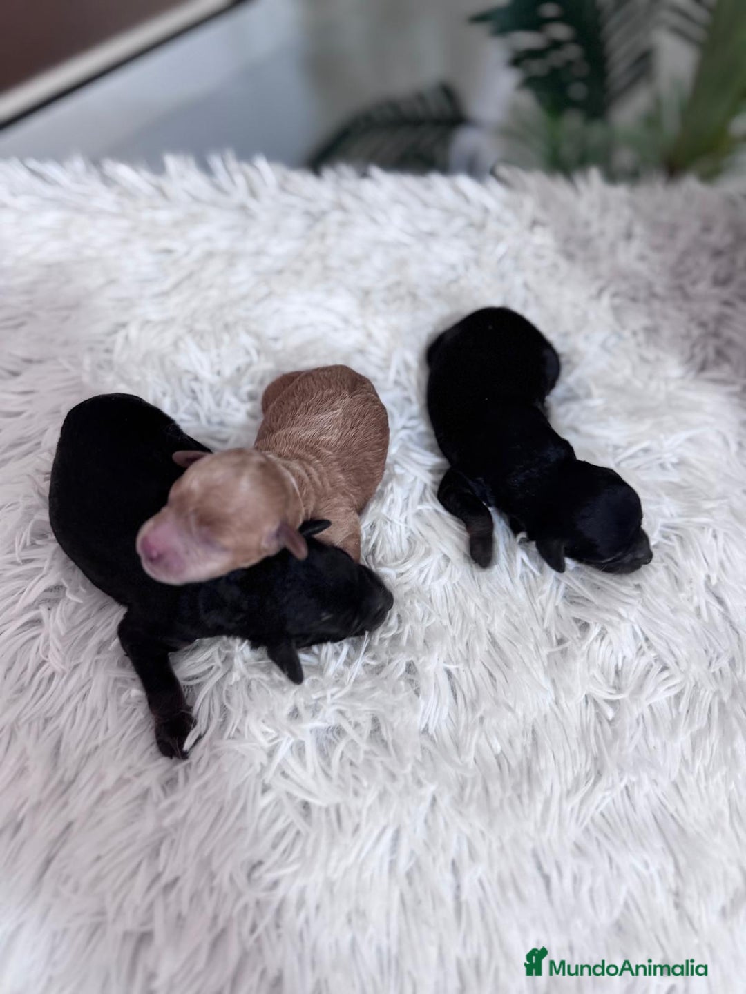 Caniche Toy perros en venta: CANICHE TOY HEMBRAS - Imagen 2