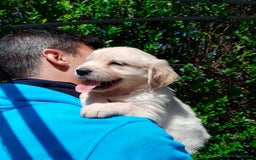Golden Retriever perros en venta: GOLDEN RETRIEVER - Imagen 1