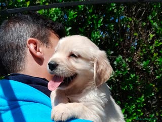 Golden Retriever perros GOLDEN RETRIEVER - Anuncio 27