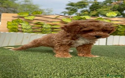 Caniche Toy perros en venta: CANICHE TOY MACHO - Imagen 8