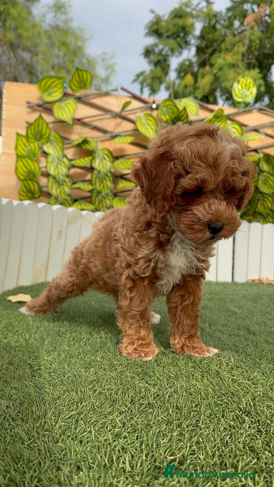 Caniche Toy perros en venta: CANICHE TOY MACHO - Imagen 8