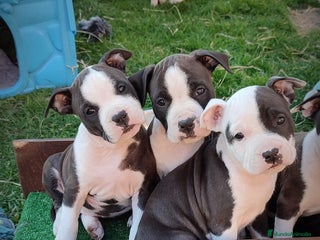 American Pit Bull Terrier perros en Sevilla - Anuncio 7