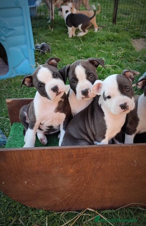 American Pit Bull Terrier perros en Sevilla - Anuncio 1