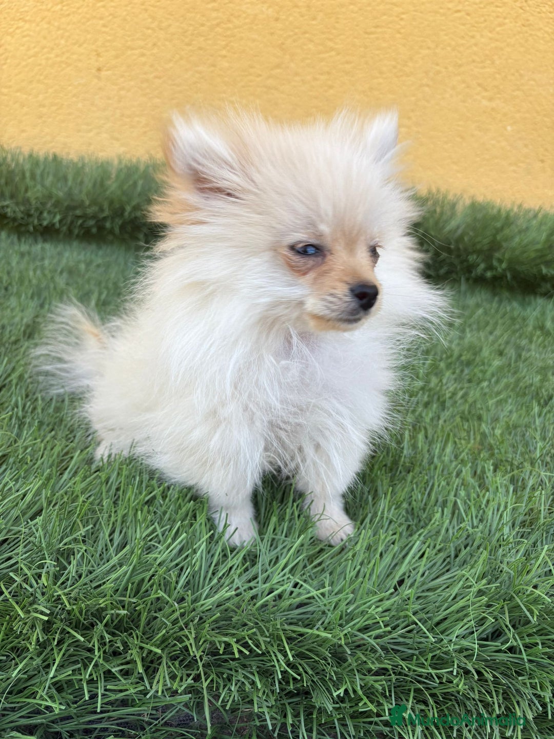 Pomerania perros en venta: lulu de Pomerania micro toy macho  - Imagen 11