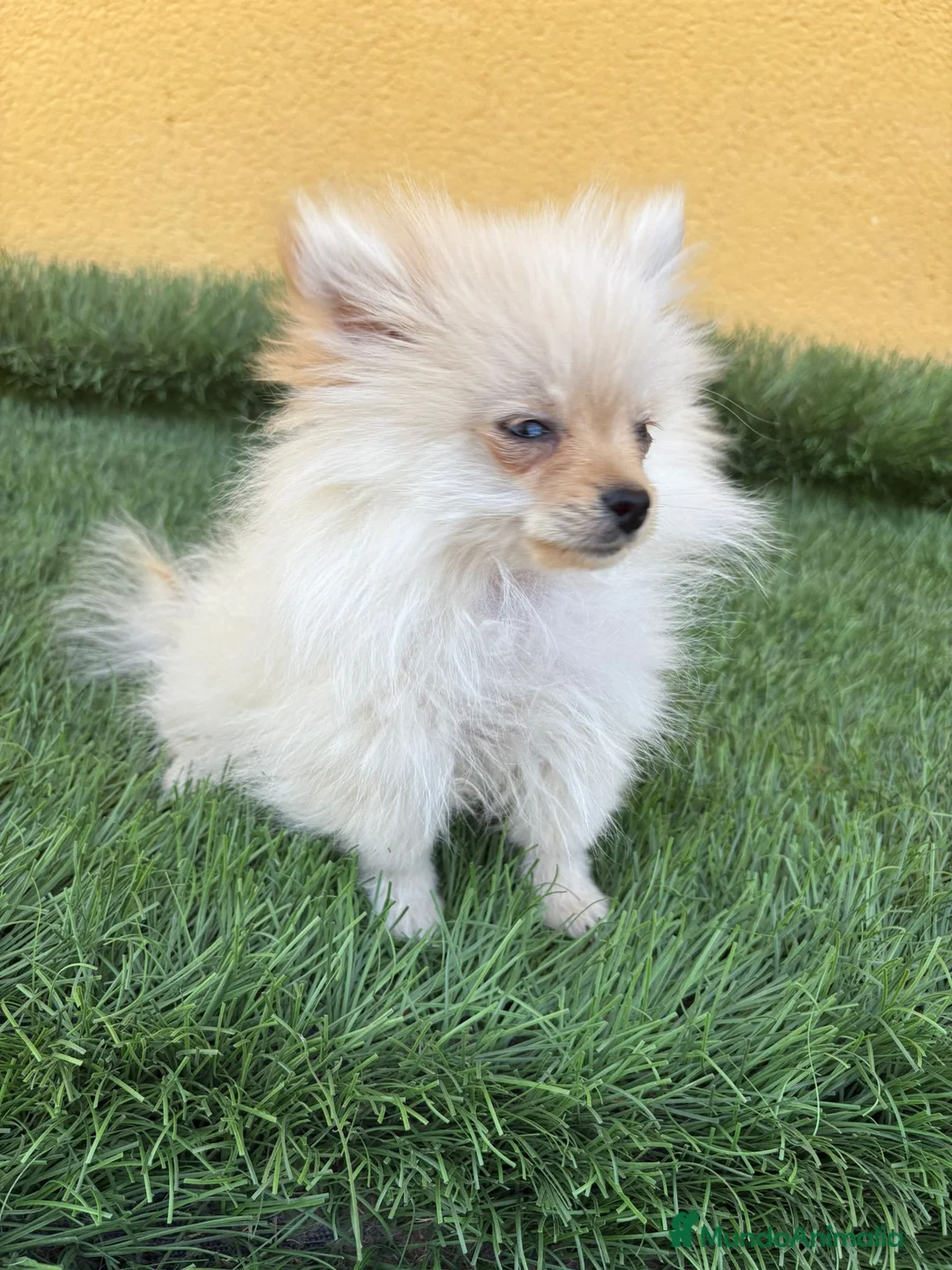 Pomerania perros en venta: lulu de Pomerania micro toy macho  - Anuncio 11