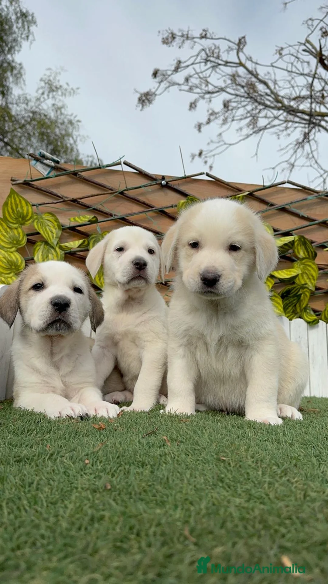 Mastín Español perros en venta: MASTIN ESPAÑOL MACHOS - Anuncio 2