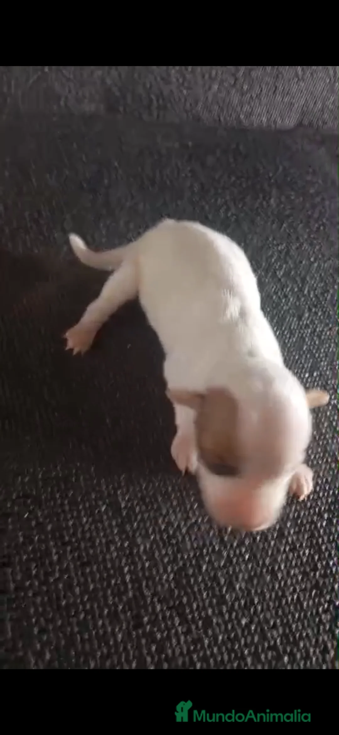 Jack Russell Terrier perros en venta: Camada de Jack Russell - Anuncio 3