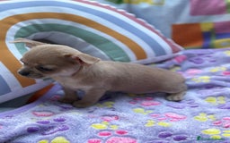 Chihuahua perros en venta: Hembrita chihuahua toy - Imagen 8
