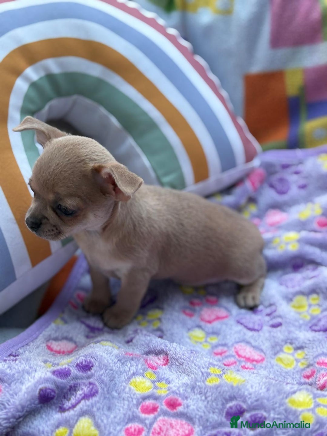Chihuahua perros en venta: Hembrita chihuahua toy - Imagen 8