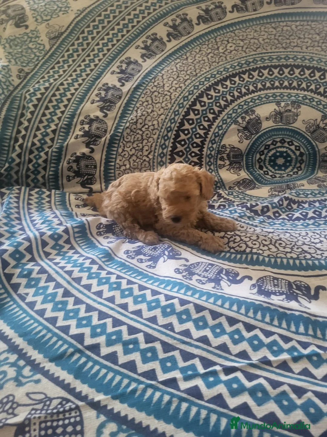 Caniche Enano perros en venta: Caniches en Barcelona - Anuncio 4