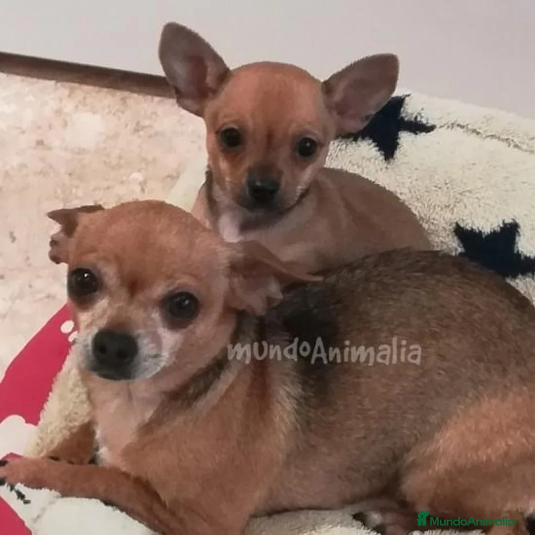 Imagen de galería {{count}}