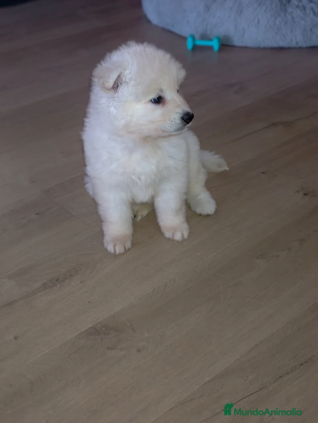 Pastor Blanco Suizo perros en venta: Pastor blanco suizo  - Anuncio 5