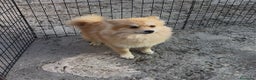 Pomerania perros en venta: Pomerania 6 meses  - Anuncio 2