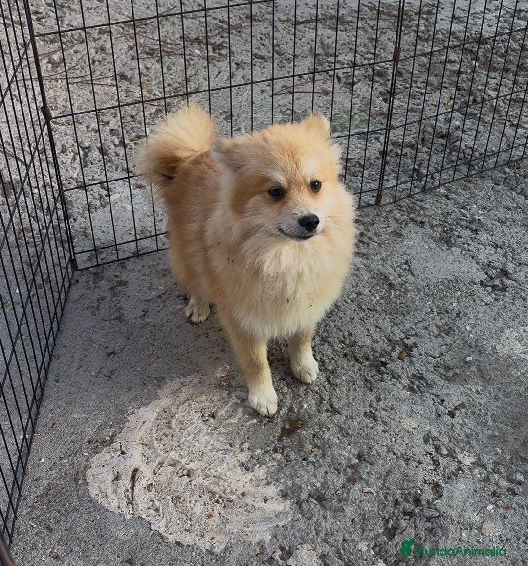 Pomerania perros en venta: Pomerania 6 meses  - Anuncio 2