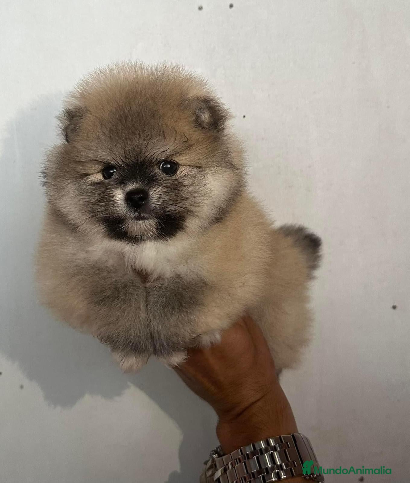 Pomerania perros POMERANIA // CACHORROS  - Anuncio 2