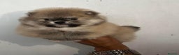 Pomerania perros en venta: POMERANIA // CACHORROS  - Anuncio 2