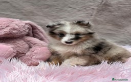 Perro Pastor de las Shetland perros en venta: Shetland - Imagen 6