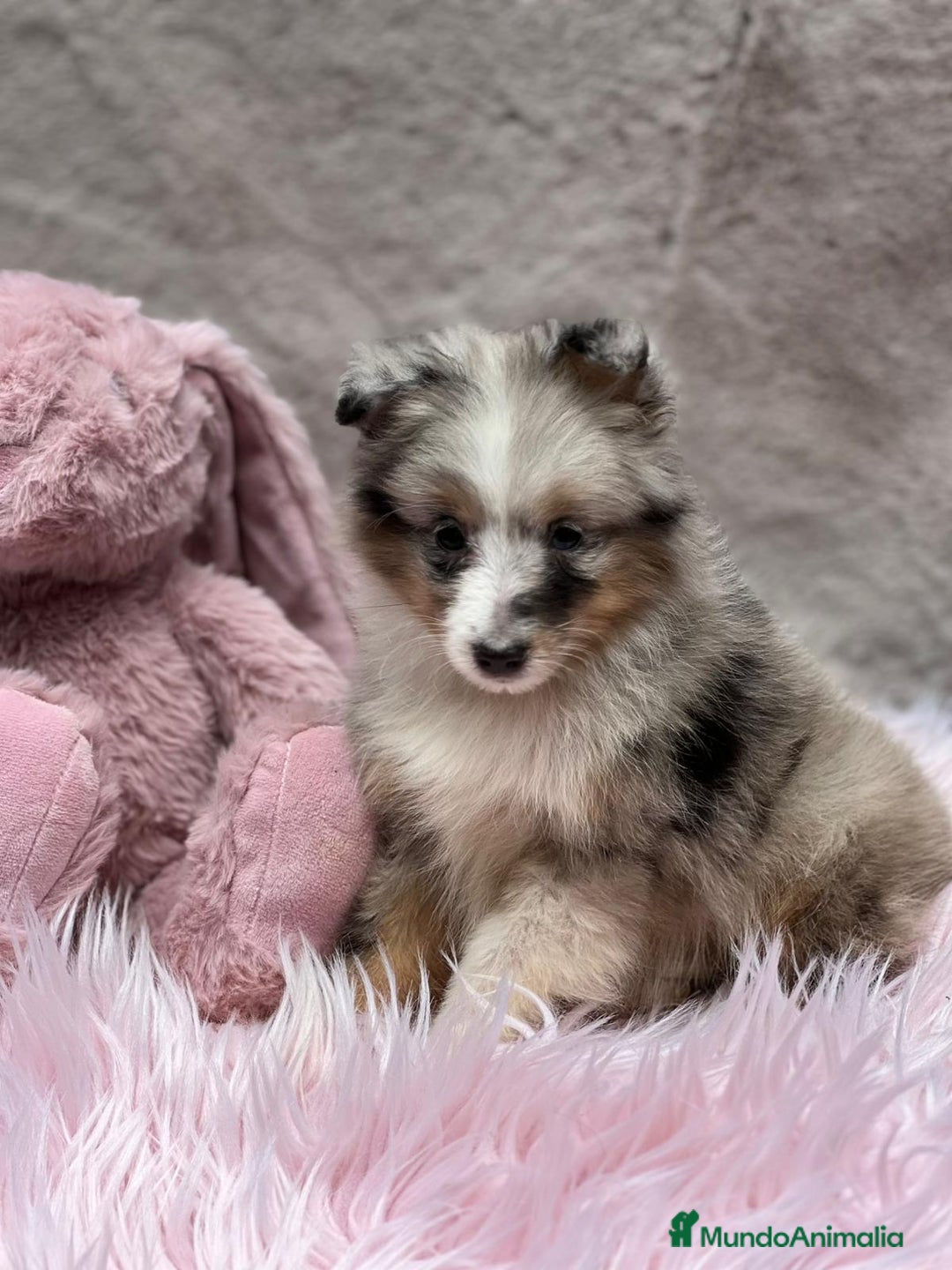 Perro Pastor de las Shetland perros en venta: Shetland - Imagen 6