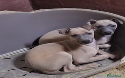 Galgo Español perros en venta: Piccolo italiano  - Imagen 3