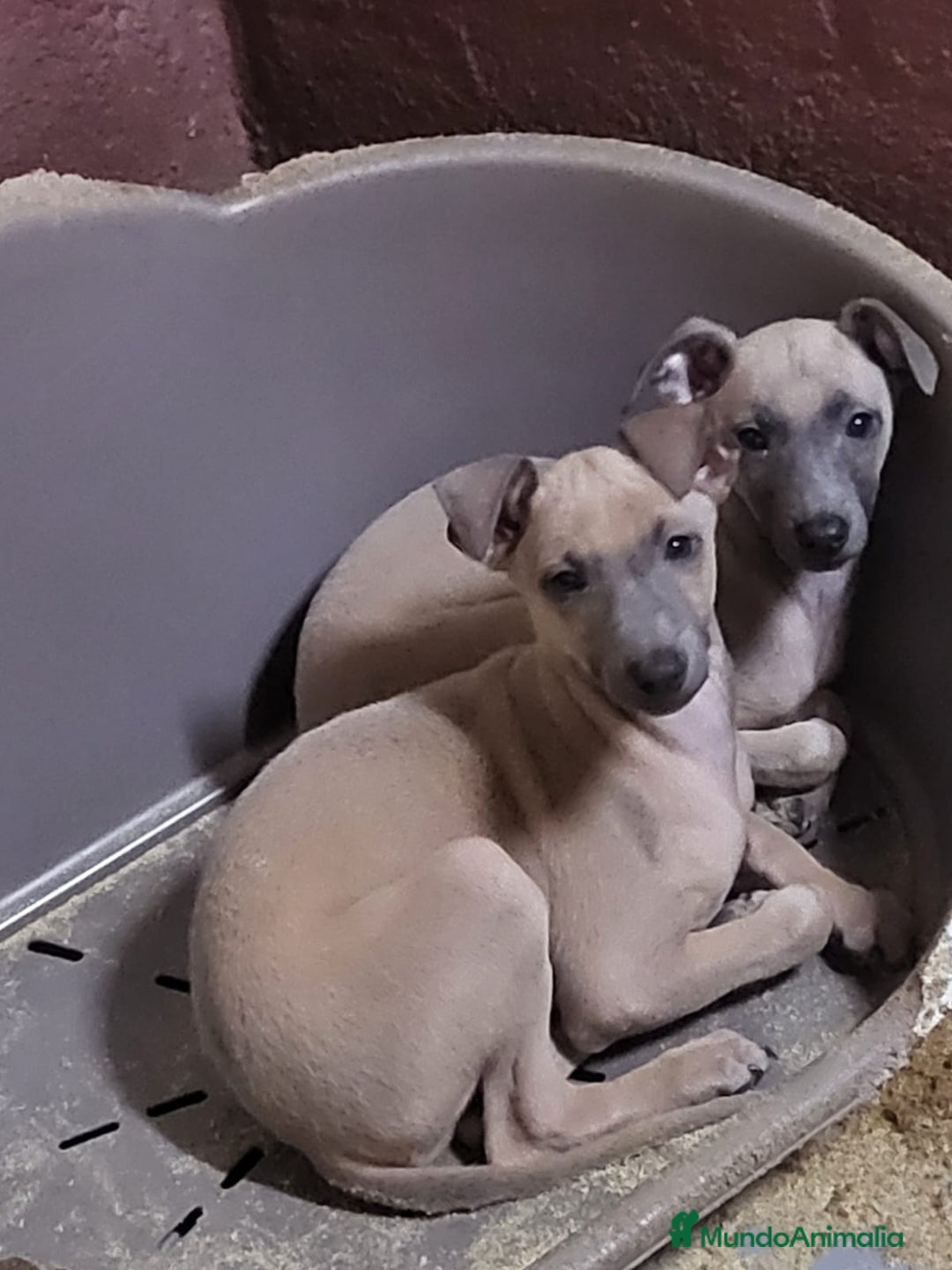 Galgo Español perros en venta: Piccolo italiano  - Imagen 3